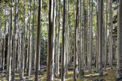Scenic_AZ_Abineau-Bear-Jaw-Loop_20220928_4956-4958-1
