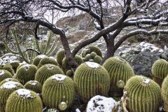 Scenic_AZ_BoyceThompson_20230302_8107-8121